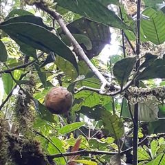 Tabernaemontaneae