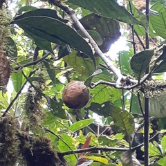 Tabernaemontaneae