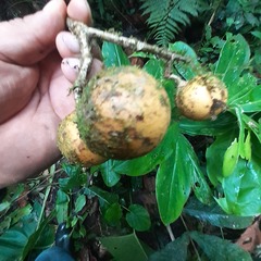 Tabernaemontaneae