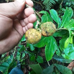 Tabernaemontaneae