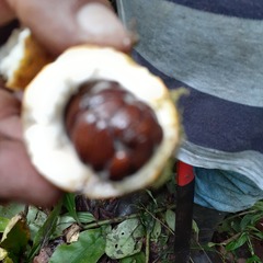 Tabernaemontaneae