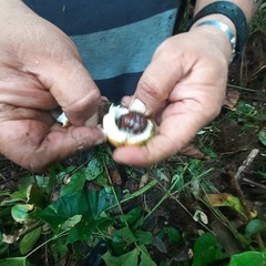 Tabernaemontaneae