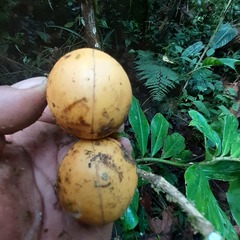 Tabernaemontaneae