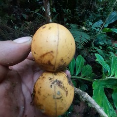 Tabernaemontaneae