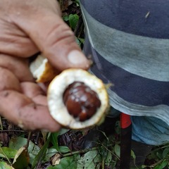 Tabernaemontaneae