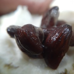 Tabernaemontaneae