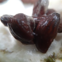 Tabernaemontaneae