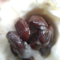 Tabernaemontaneae