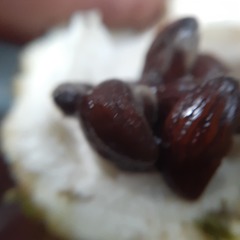 Tabernaemontaneae