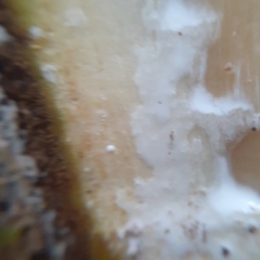 Tabernaemontaneae