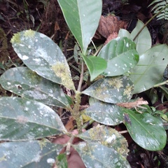 Tabernaemontaneae