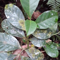 Tabernaemontaneae