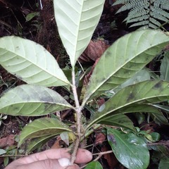 Tabernaemontaneae