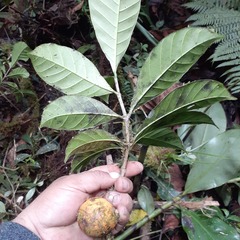 Tabernaemontaneae