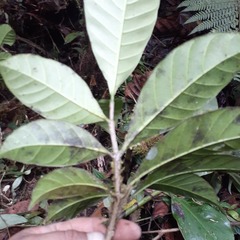 Tabernaemontaneae