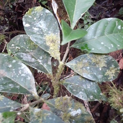 Tabernaemontaneae