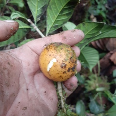 Tabernaemontaneae