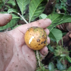 Tabernaemontaneae