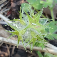 Trifolium stellatum image