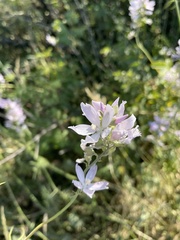 Sidalcea campestris