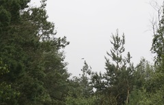 Haliaeetus albicilla