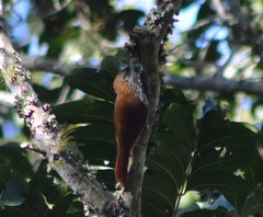 Lepidocolaptes squamatus