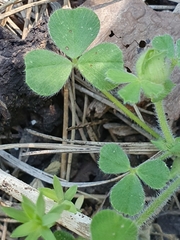 Trifolium stellatum image