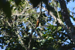 Lepidocolaptes squamatus