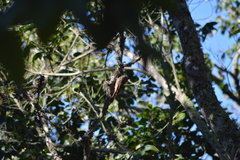 Lepidocolaptes squamatus