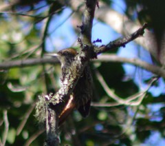 Lepidocolaptes squamatus