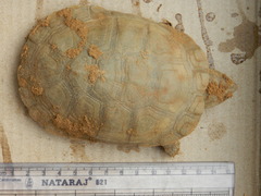 Pelomedusa subrufa