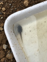 Hyla arenicolor