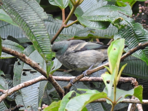 Blue-necked Tanager (Stilpnia cyanicollis), photo 8