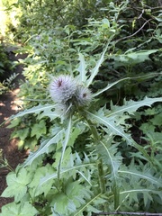 Cirsium edule