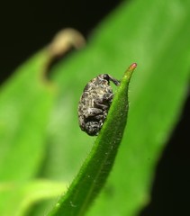 Acanthoscelidius acephalus