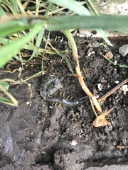 Scolopendra viridis