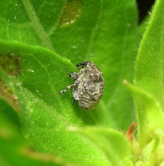 Acanthoscelidius acephalus