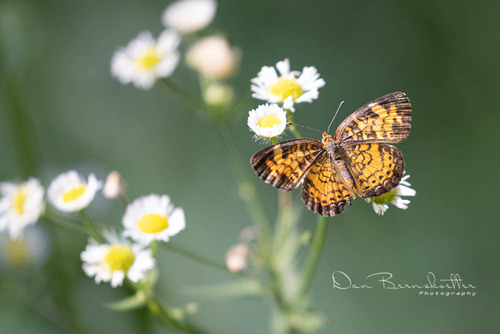 Pearl Crescent photographed in Missouri