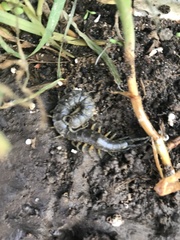 Scolopendra viridis