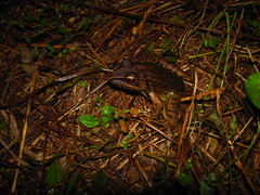 Lithobates brownorum