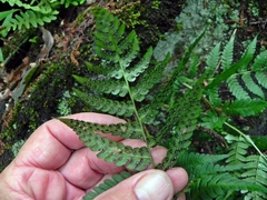 Dryopteris marginalis