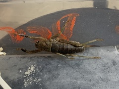 Nesoecia nigrispina