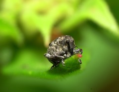 Acanthoscelidius acephalus