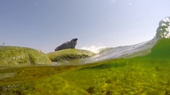 Halichoerus grypus grypus