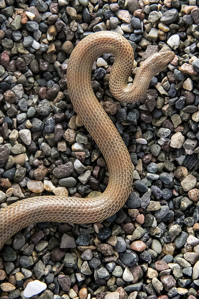 Mosauer's Ground Snake