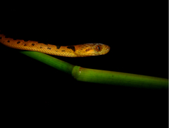 Leptodeira polysticta