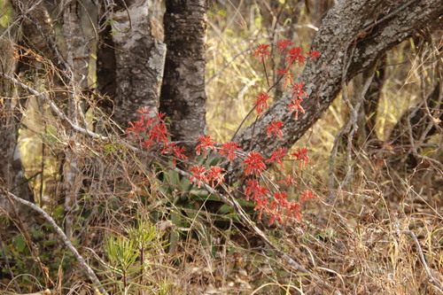 Aloe affinis (Aloe affinis)