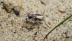 Cicindela limbata