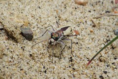 Cicindela limbata