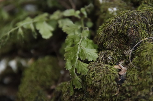 Asplenium laciniatum, photograph 5